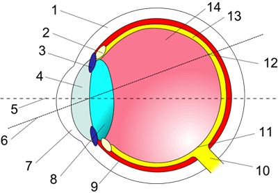 (http://it.wikibooks.org/wiki/File:Eye_in_cross-section.svg )